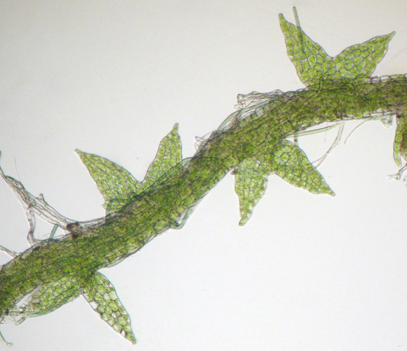 Cephaloziella hampeana